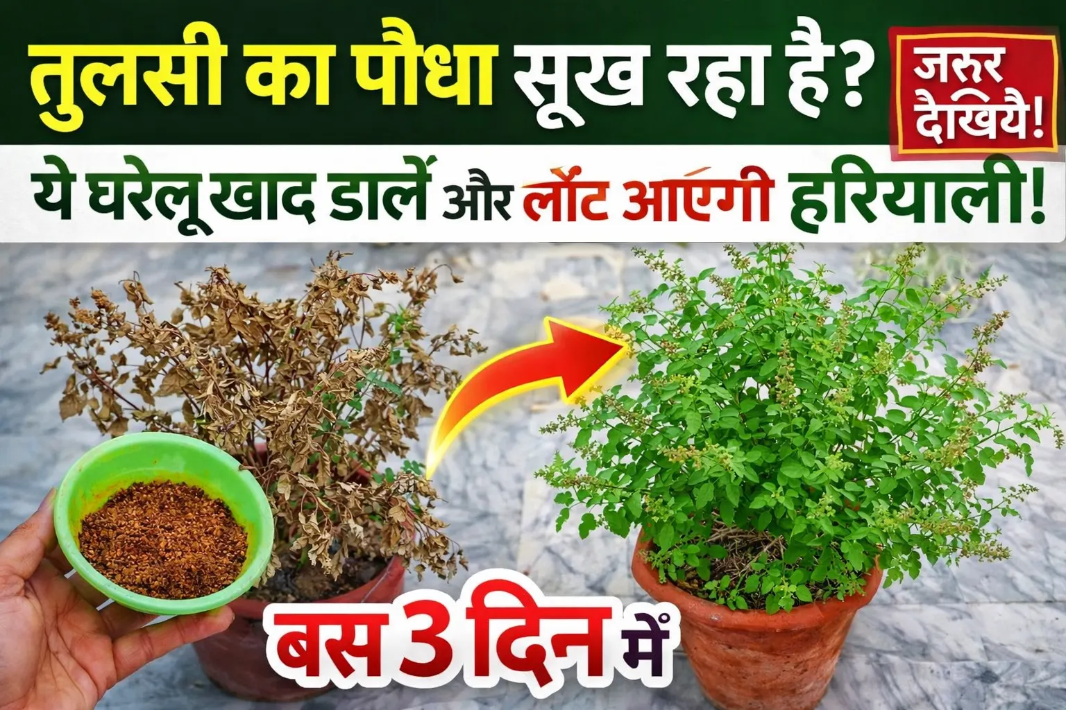 तुलसी का पौधा सूख रहा है?